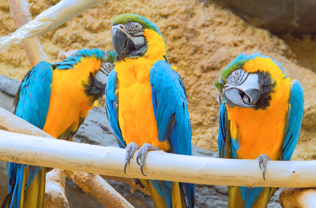 Blue And Gold Macaws Riverbank Aviaries