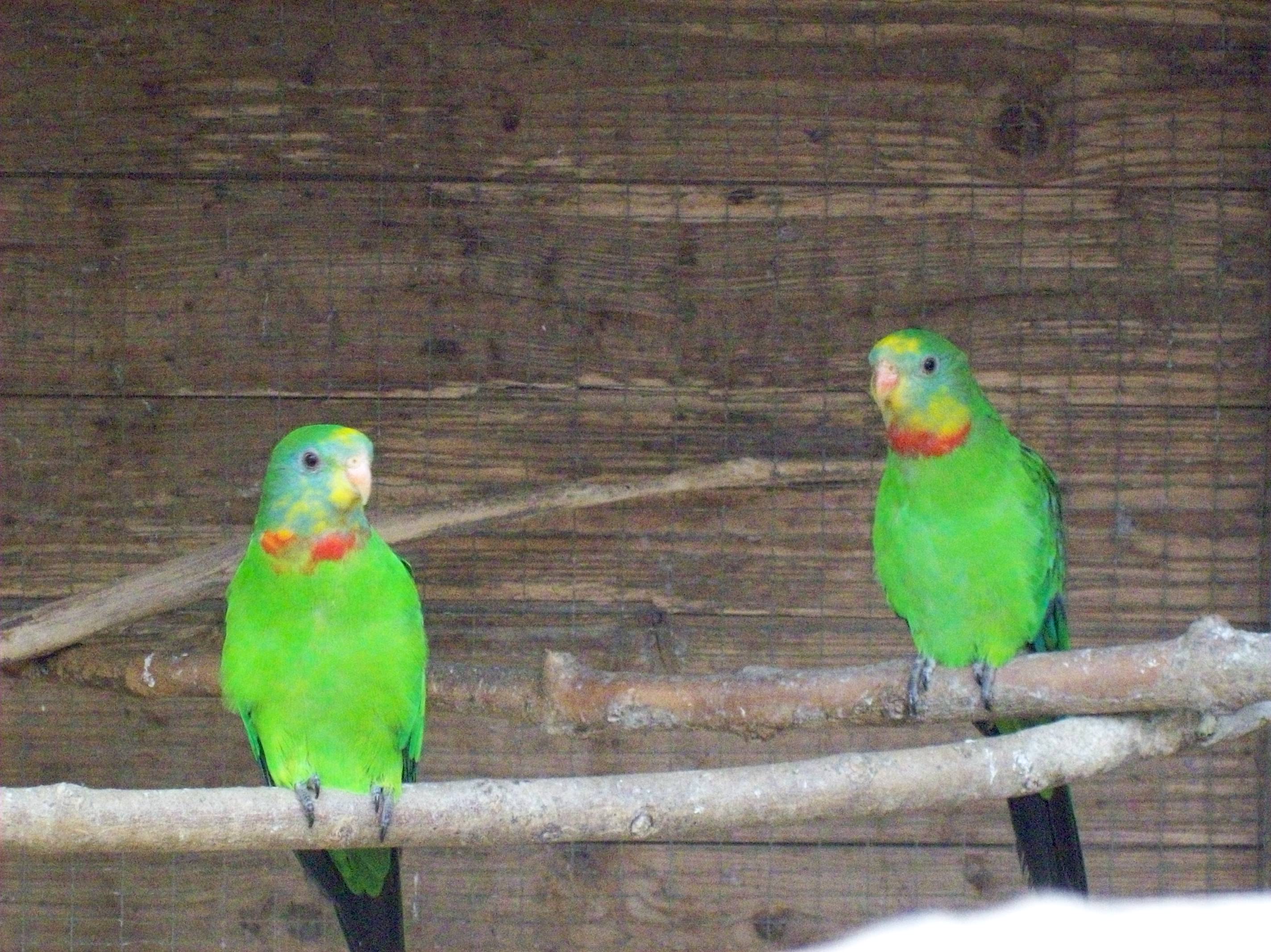 prolevel riverbank habitats help tropical birds
