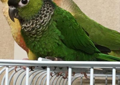 Black capped conure