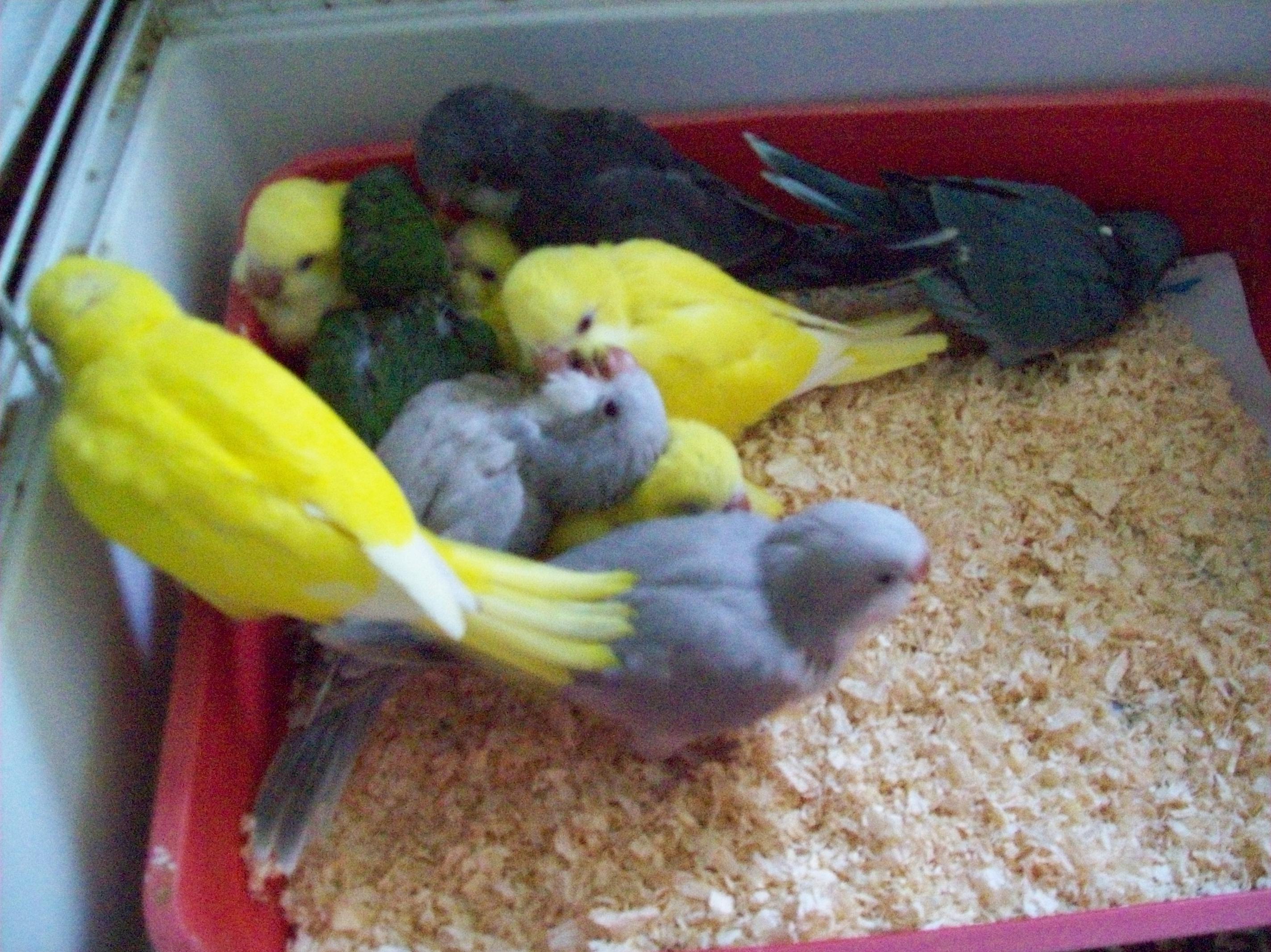 Hand Reared Parrots - Riverbank Aviaries