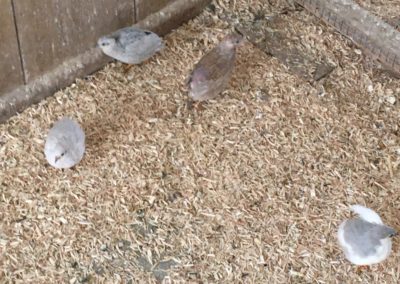 Chinese painted quail