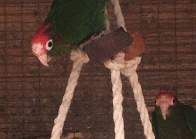 Rose crowned conures