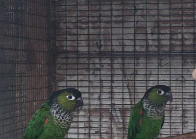 Black capped conures