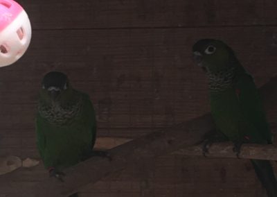 Young black capped conures