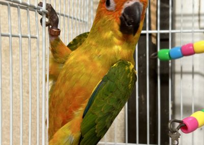 Sun conure