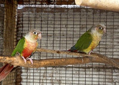 Pineapple conures