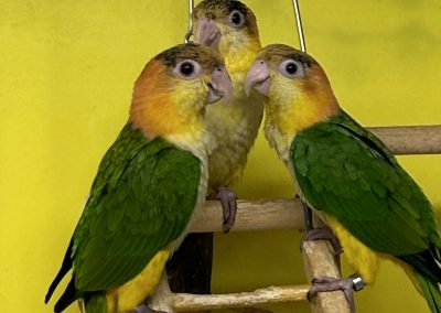 Yellow thighed caiques